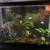 45 gallon fish tank with all supplies 2 thumbnail