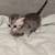 Scottish straight kittens 6 thumbnail