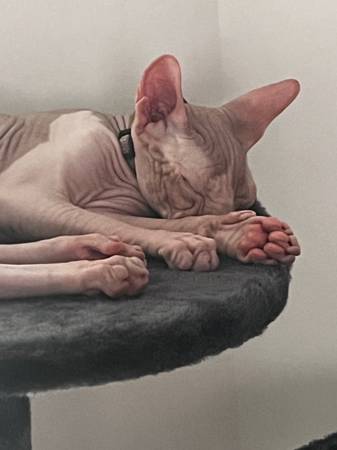 Purebred sphinx63844234164993122