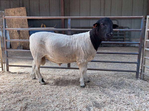 Pure bred doper Ram 1