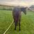Draft Cross horses 3 thumbnail
