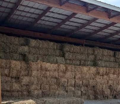 SQ BALES HAY FOR SALE 1