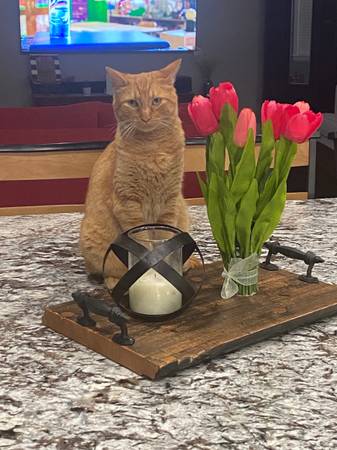 LOST ORANGE/GINGER TABBY MALE CAT (Choctaw)63681451214339121