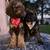 Labradoodles 2 thumbnail