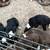Border Collies Puppies For Sale 9 thumbnail