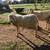 St. Croix Sheep 13 thumbnail