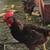 Chicken 🐔 1 thumbnail