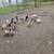 Toms and chicken 2 thumbnail