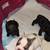 French bulldog puppies 7 thumbnail