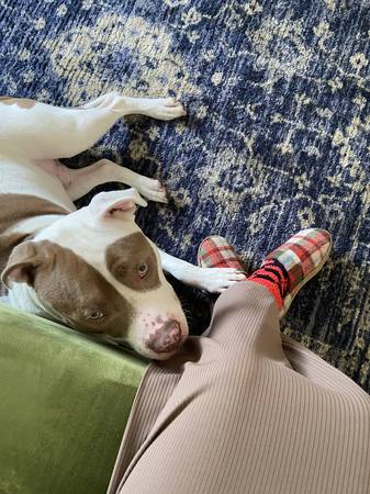 Rehoming Dog: Bully mix (Jacksonville)63682016090625124