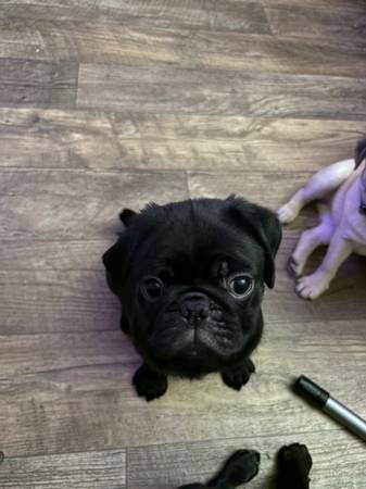 Pug boy63916333852802120
