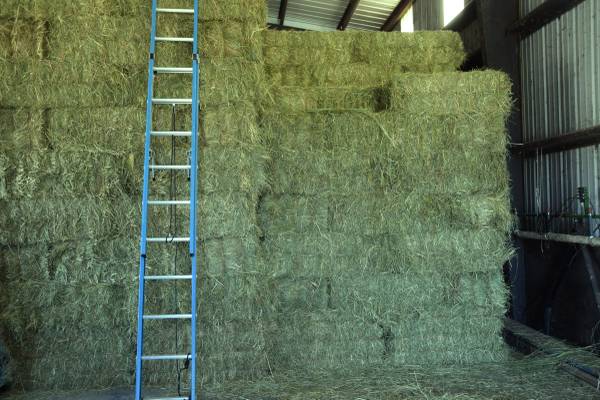 Rye Clover Treefoil Superb Hay 1