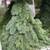 Real Noble Fir, Table Christmas tree 8 thumbnail