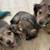 LookingDachshundPups 2 thumbnail