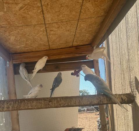 Parrot 1