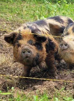 Kunekune boar 1