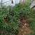 Green tomatoes 3 thumbnail