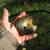 Fish, pond stocking 2 thumbnail