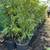 Green Giant- Evergreen plants. 1 gallon. Privacy / fencing 1 thumbnail