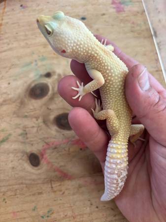 Leopard Gecko (enclosure also available) (Calcium)63659488300673121
