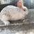Rabbits for Sale 10 thumbnail