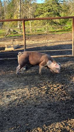 Butcher pigs 1
