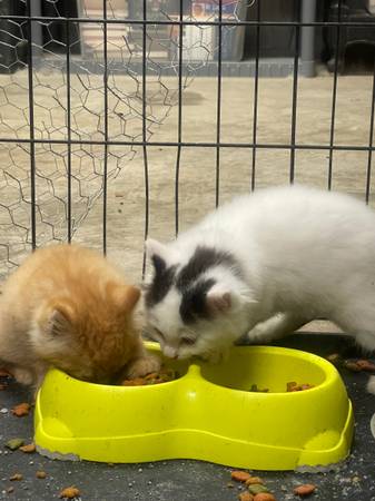 Adorable kittens for adoption - $75 (Spring Hill)62972001849475121