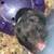 Hamster 12 thumbnail