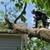 Land Clearing, Tree Services, Wild Fire Prevention, Road Maintenance! 3 thumbnail