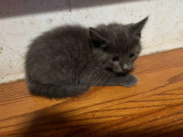 Kittens 6 weeks (Hampshire)63924866014211122