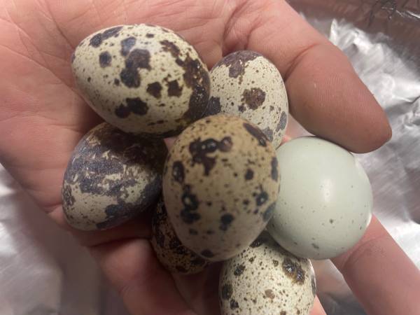 Quail Eggs 1