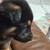 German Shepherd puppies 1 thumbnail