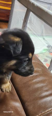 German Shepherd puppies 1