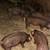 Show pigs/breeding stock 9 thumbnail