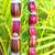 Buddha Belly Sugarcane Sugar Cane Plants 3 thumbnail