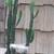 Cactus 1 thumbnail