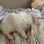 I have a two liters -one is Pomeranian parti and tri and the ot 1 thumbnail