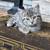 7 week old kittens 1 thumbnail