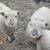 Sheep 8 thumbnail