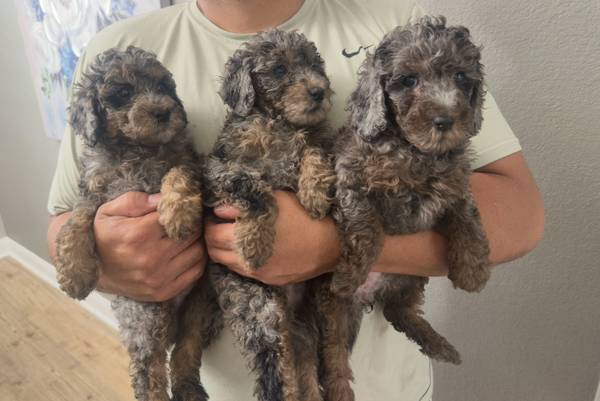 Mini golden doodles (Houston)63859313291395121