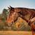 Chasing Daydreams, AQHA/APHA gentle & easy young trail gelding 7 thumbnail