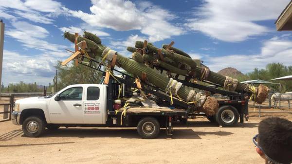 SAGUARO CACTUS STRAIGHTENING/REMOVAL/RELOCATION 1