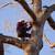 Tree Removal / Pruning / Stump Grinding / Arborist 9 thumbnail