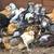 10 mixed breed Pullets 2 thumbnail