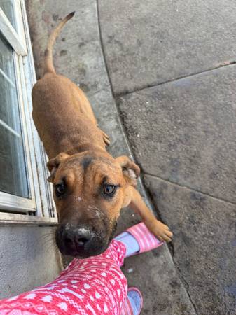 Rehoming female puppy 1