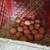 Chickens 2 thumbnail