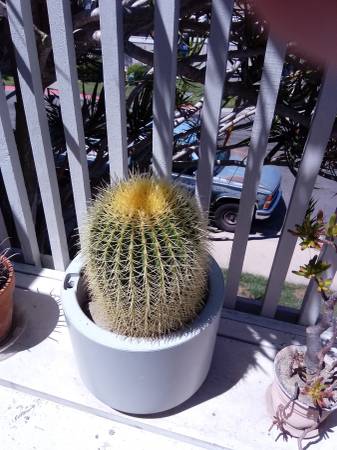Golden barrel cactus 1
