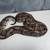 Ball pythons 6 thumbnail
