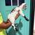 Nigerian Dwarf Goats 11 thumbnail