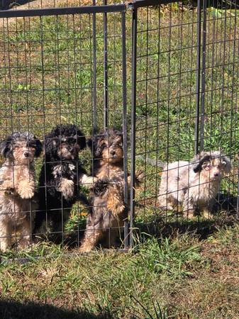 cachorros de shihtzu y caniche revisados por veterinario